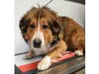 Adopt Brownie a Australian Shepherd, Collie