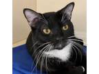 Adopt Kumar a Domestic Short Hair