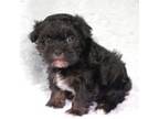 Havanese Puppy for sale in Holmesville, OH, USA