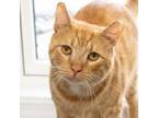 Adopt Ben a Domestic Short Hair