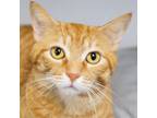 Adopt Yates a Domestic Short Hair