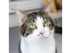 Adopt Ollie a Domestic Short Hair