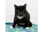 Adopt Tomtom a Domestic Short Hair