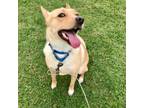 Adopt Kane a Cattle Dog, Australian Terrier