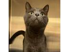 Adopt Jinx a Domestic Short Hair