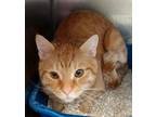 Adopt Quahog a Domestic Short Hair