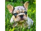 French Bulldog Puppy for sale in Spencerport, NY, USA