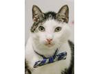 Adopt Jo a Domestic Short Hair