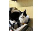 Adopt Carlos a Domestic Short Hair