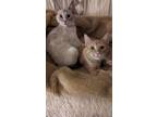 Adopt Goldie bonded with Silver a Siamese, Domestic Short Hair