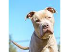 Adopt Edison a Pit Bull Terrier, Mixed Breed