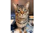 Adopt Koda a Domestic Short Hair