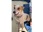 Adopt Samuel a Mixed Breed