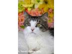 Adopt Aiden a Domestic Medium Hair