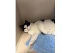 Adopt Bravo a Domestic Short Hair