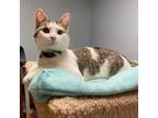 Adopt Albert a Domestic Short Hair