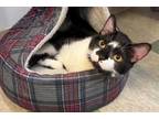 Adopt Kelce a Domestic Short Hair