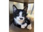 Adopt Kadarius a Domestic Short Hair