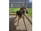 Adopt Maverik a Hound