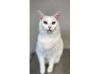 Adopt Tommie a Domestic Short Hair