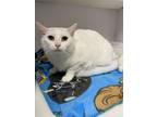 Adopt Tommie a Domestic Short Hair