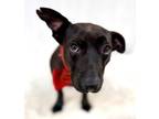 Adopt Cheech a Basset Hound, Labrador Retriever