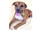 Adopt Link a Black Mouth Cur, Mixed Breed