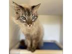 Adopt Gage a Maine Coon, Siamese