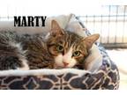 Adopt Marty a Domestic Short Hair