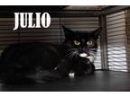 Adopt Julio a Domestic Short Hair