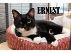 Adopt Ernest a Domestic Short Hair