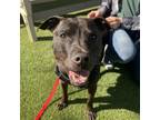 Adopt Roscoe a Labrador Retriever