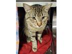 Adopt North a Domestic Short Hair