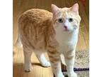 Adopt Simba--In Foster a Domestic Short Hair