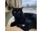 Adopt Dexter a Domestic Short Hair