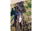 Adopt Howie a Great Dane, Mixed Breed