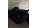 Adopt Owen a Domestic Short Hair