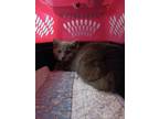 Adopt Pewter a Domestic Medium Hair