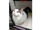 Adopt Charles a Domestic Long Hair