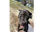 Adopt Hershey a Beagle, Pit Bull Terrier