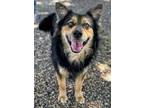 Adopt Connors GCH a Australian Shepherd