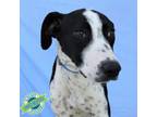 Adopt Spike a Mixed Breed