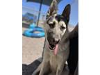 Adopt Bane a German Shepherd Dog