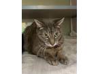 Adopt Earl Grey a Domestic Short Hair