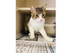 Adopt Jollie a Domestic Short Hair