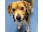 Adopt Rocky a Beagle