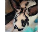 Adopt Presley a Bunny Rabbit