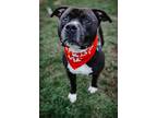 Adopt Jovi a Pit Bull Terrier