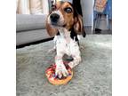 Adopt RALPH a Beagle, Terrier