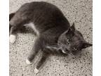 Adopt Tom a Domestic Short Hair